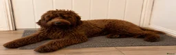 Goldendoodle dogs for sale: Top quality, health tested multiGen Double Doodles - Advert 18