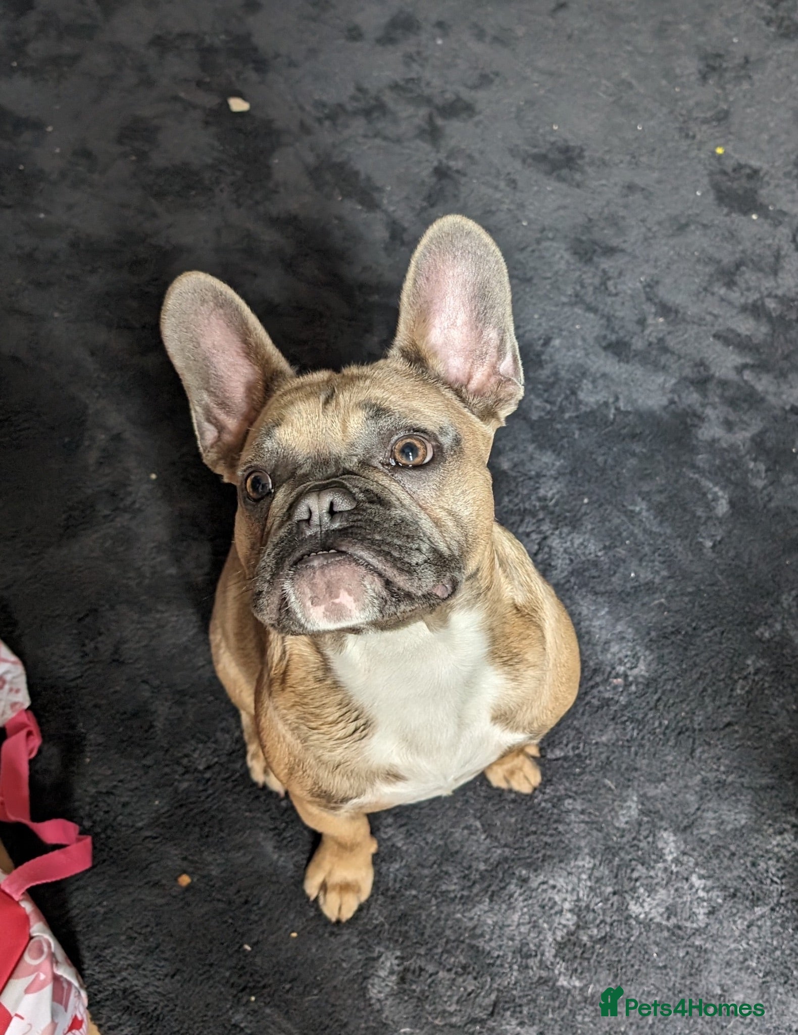French Bulldog dogs French bulldog  - Advert 1