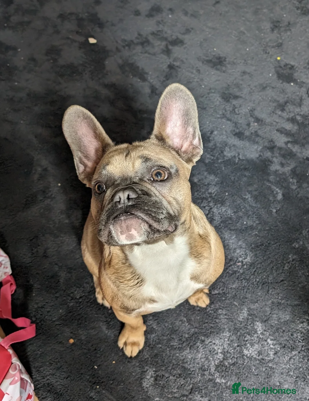 French Bulldog dogs for sale: French bulldog  - Advert 1