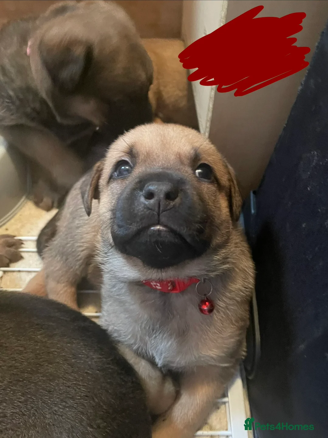 Mixed Breed dogs for sale: Ellisa sutcliffe  - Advert 6