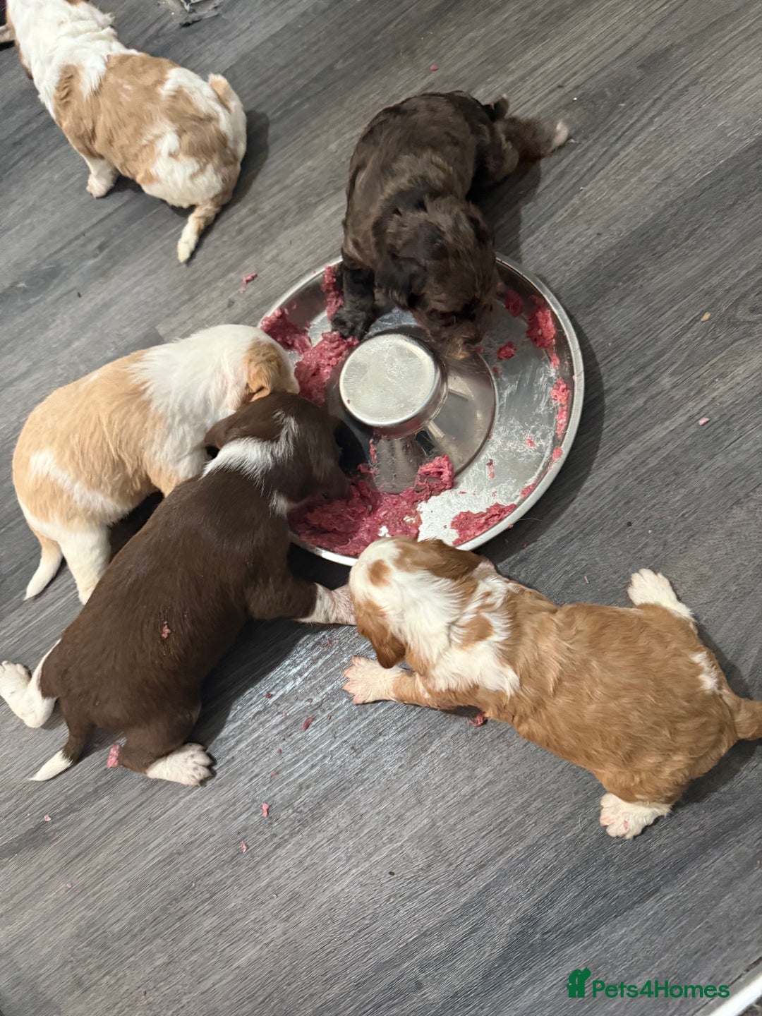 Cockapoo dogs for sale: 4 males and 1 female  - Advert 27