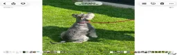 Miniature Schnauzer dogs for sale: Stunning miniature schnauzer puppies  - Advert 4