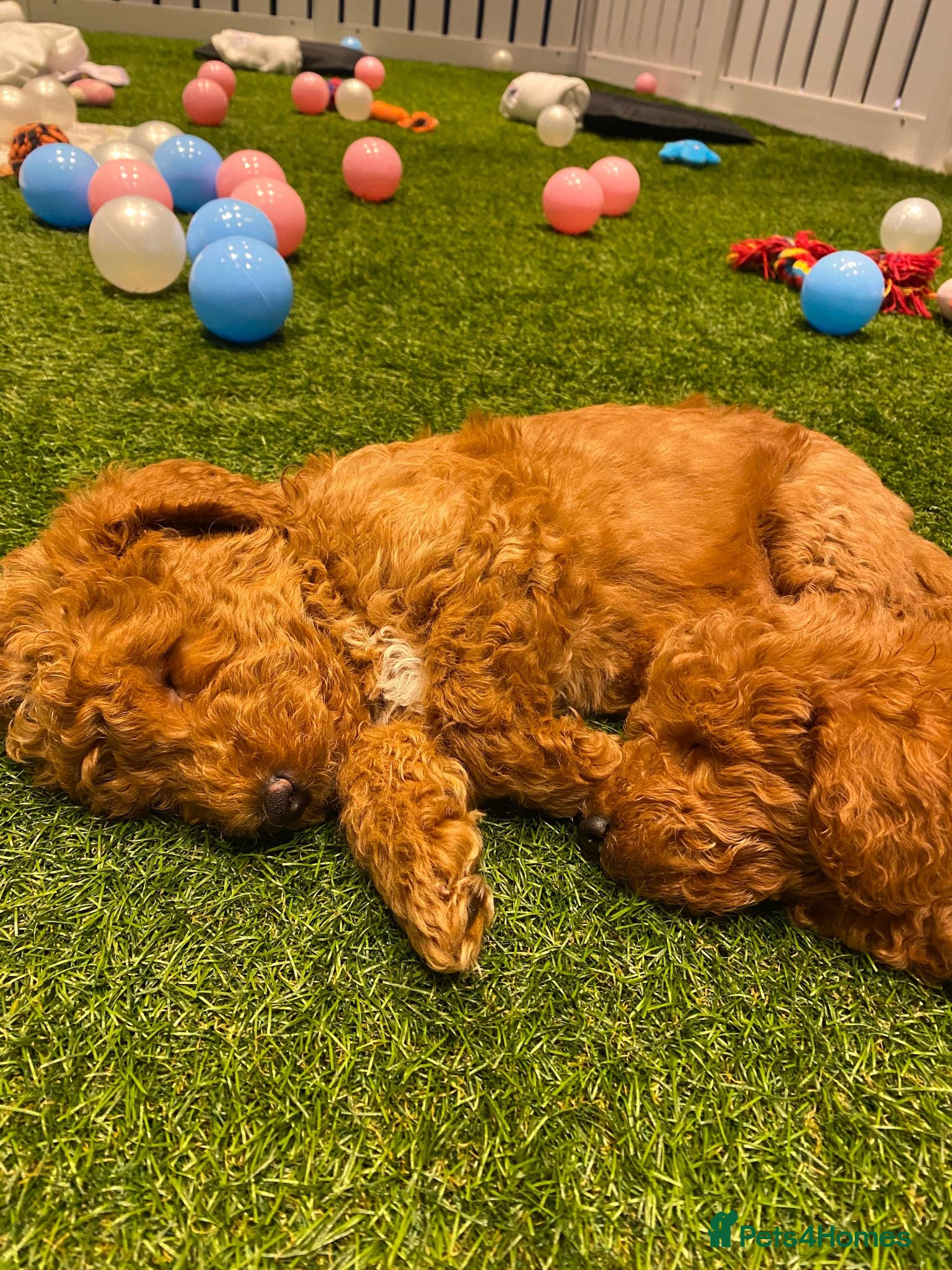 Mixed Breed dogs Mini poodles - Advert 2