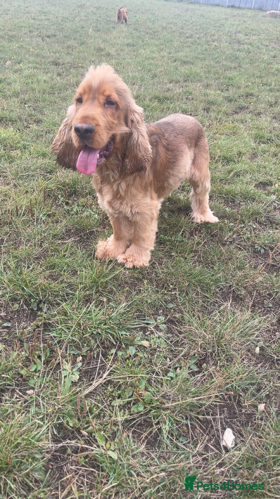 Cocker Spaniel dogs Proven kc registered show cocker spaniel for sale - Advert 3