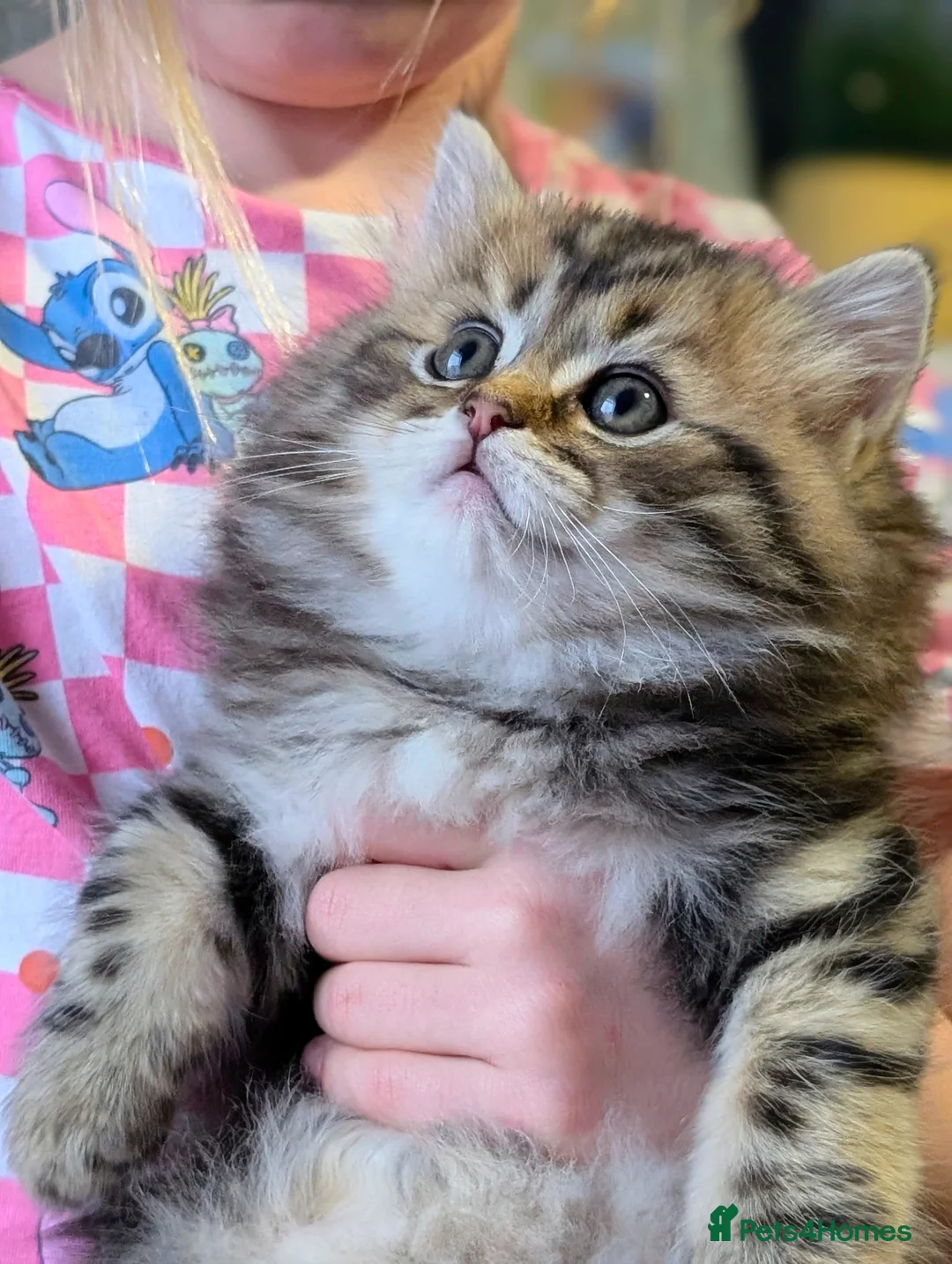 Mixed Breed cats for sale: Ragdoll/ Scottish straight kittens in Cheltenham - Advert 1