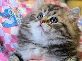 Mixed Breed cats Ragdoll/ Scottish straight kittens - Advert 1