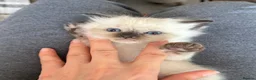 Mixed Breed cats for sale: ❗️Urgent❗️Ragdoll & British Longhair Mix Kittens - Advert 13