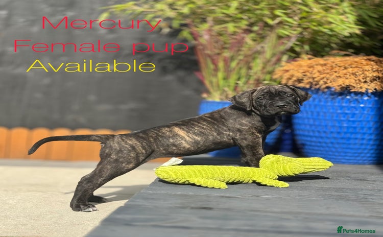 Mixed Breed dogs - Advert 2