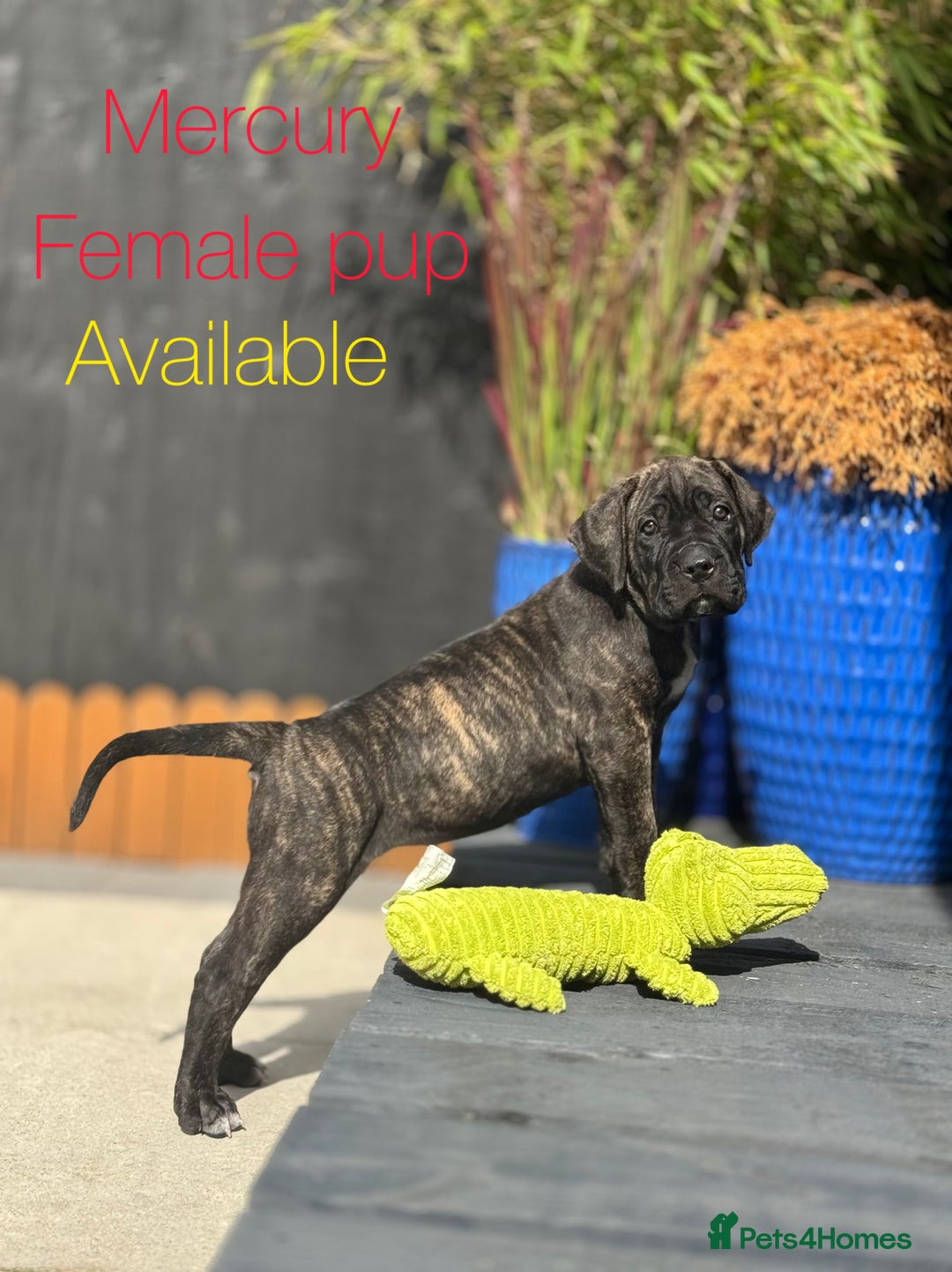 Mixed Breed dogs for sale: Last Four Mastiff pups available  - Image 16