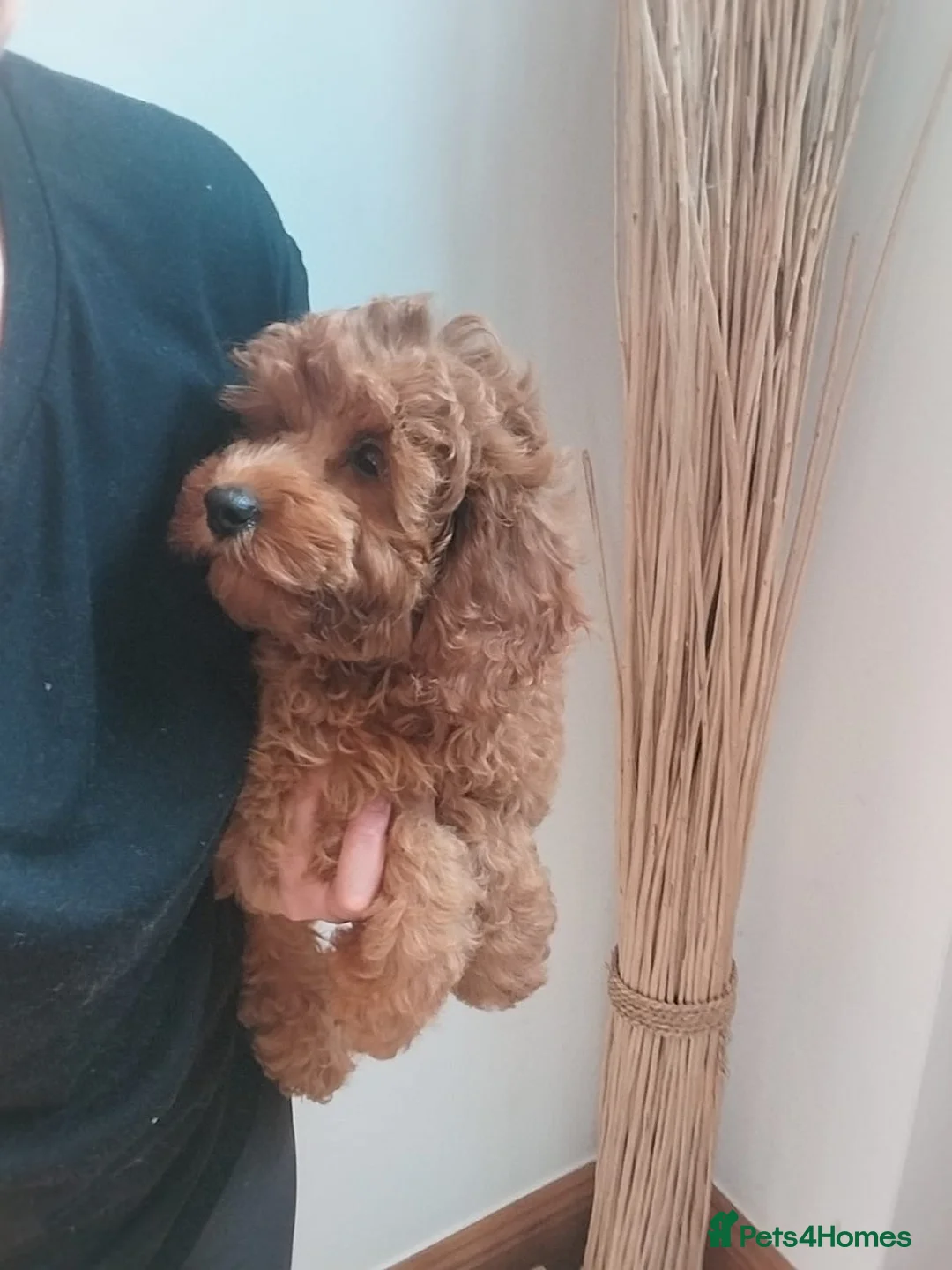 Cavapoochon dogs for sale: Ready Now/ Beautiful Cavapoochons-fully vaccinated in Lutterworth - Advert 8