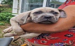 Cane Corso dogs for sale: Beautiful Cane Corsos READY TO GO - Image 5