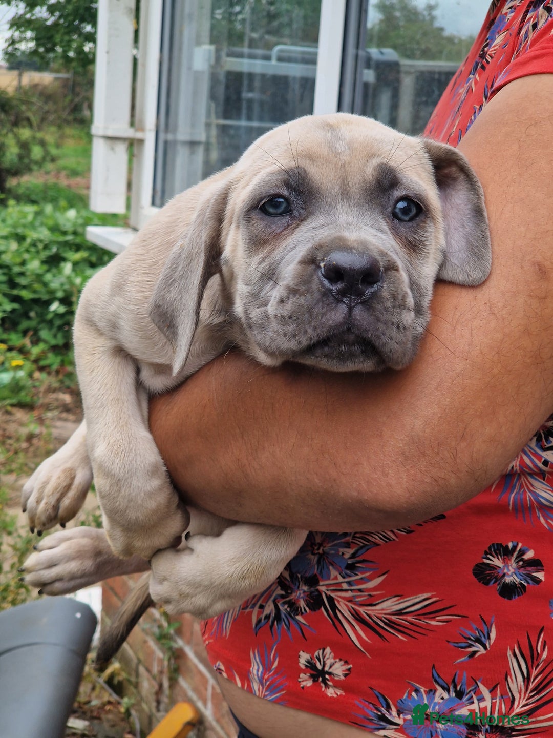 Cane Corso dogs for sale: Beautiful Cane Corsos READY TO GO - Image 5