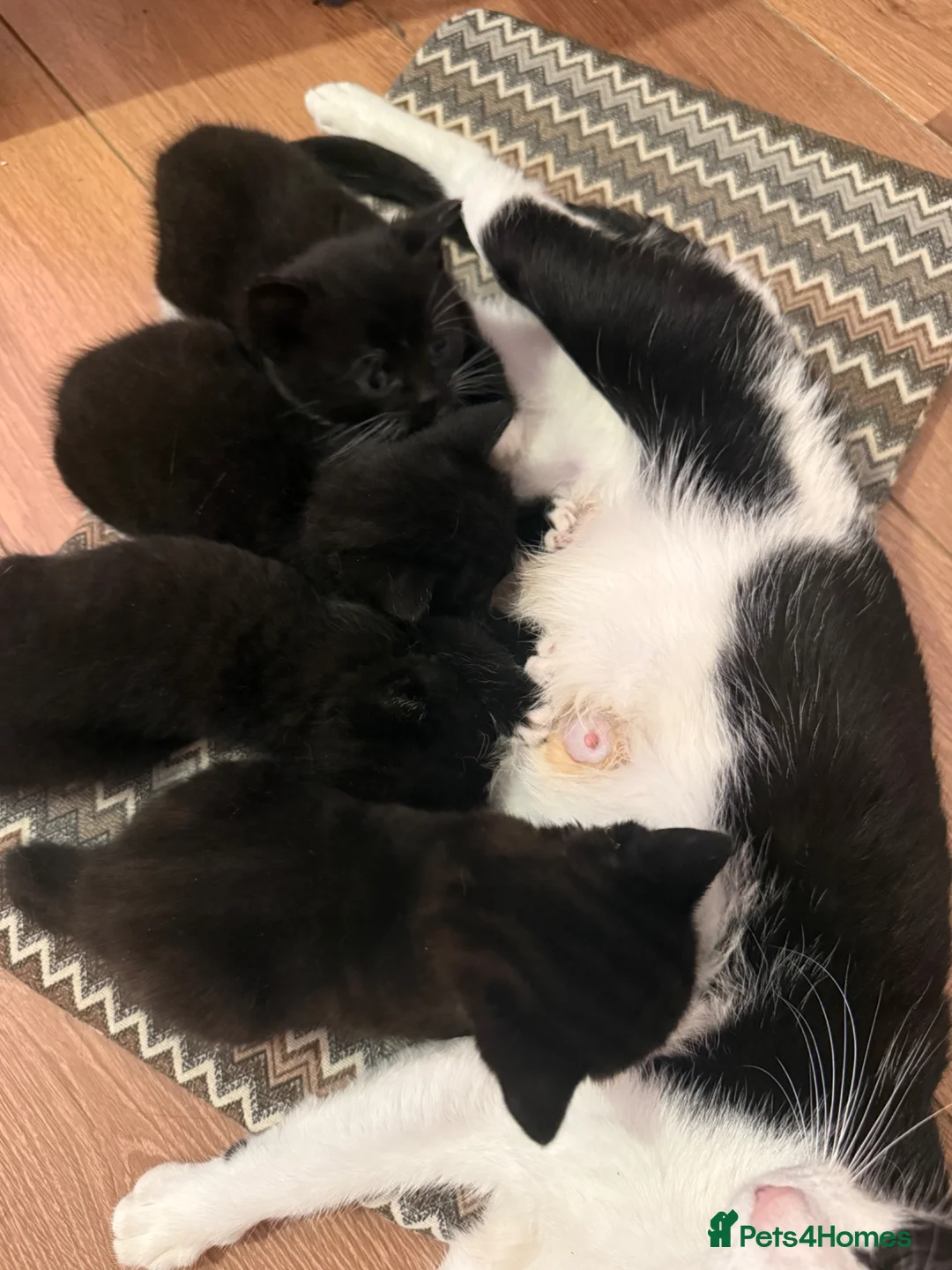 Mixed Breed cats for sale: Looking for a Loving & Caring Home  - Advert 7