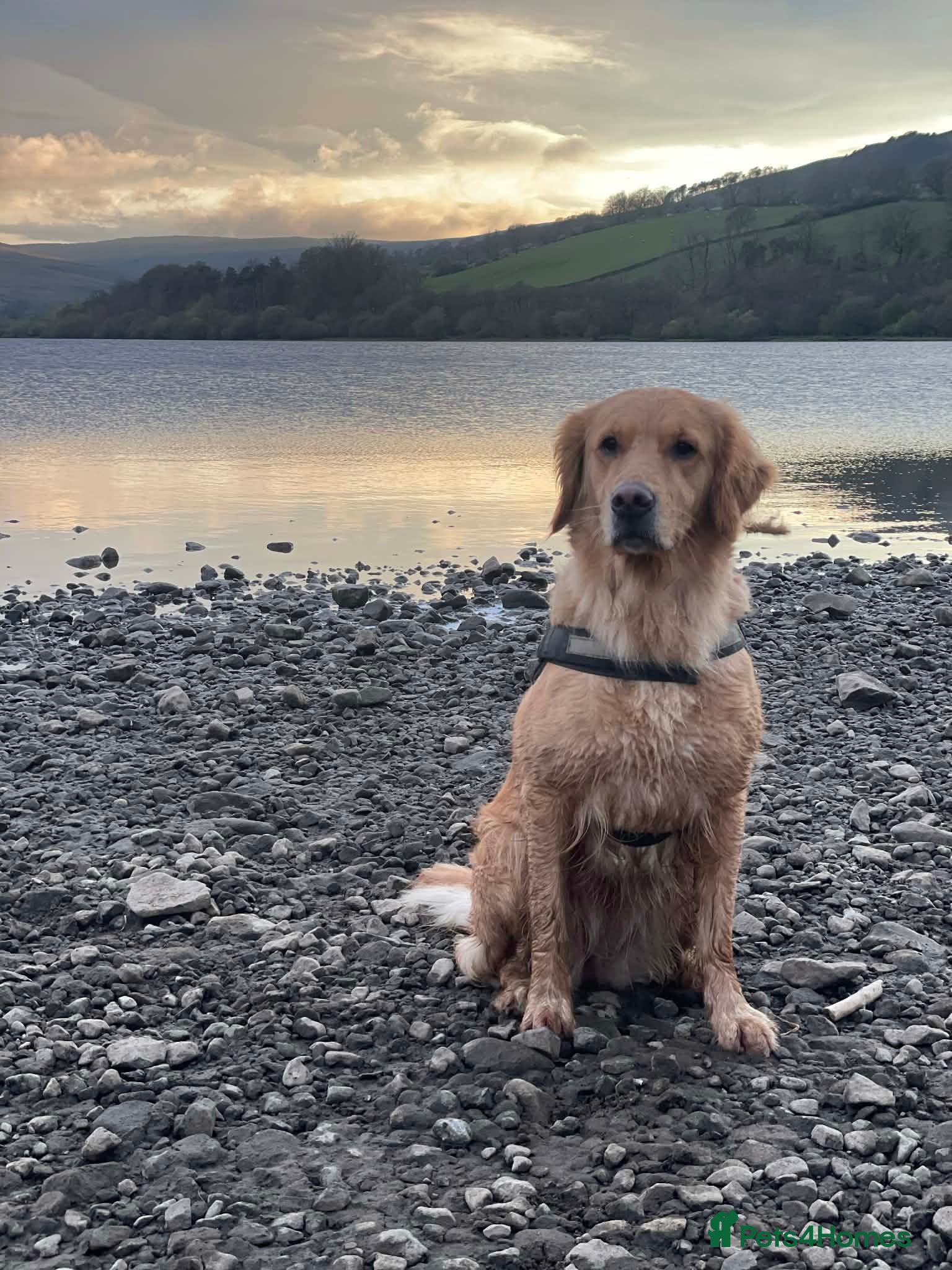 Golden Retriever dogs Beautiful girl due puppies - Advert 7