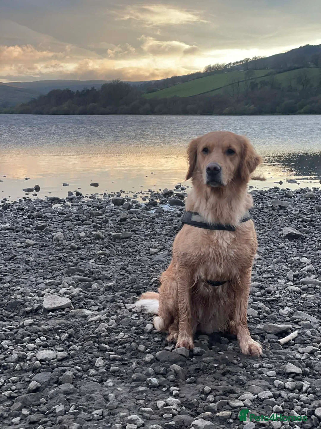 Golden Retriever dogs for sale: Beautiful girl due puppies in Nelson - Advert 1
