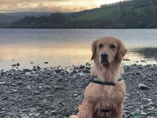 Golden Retriever dogs Beautiful girl due puppies - Advert 1