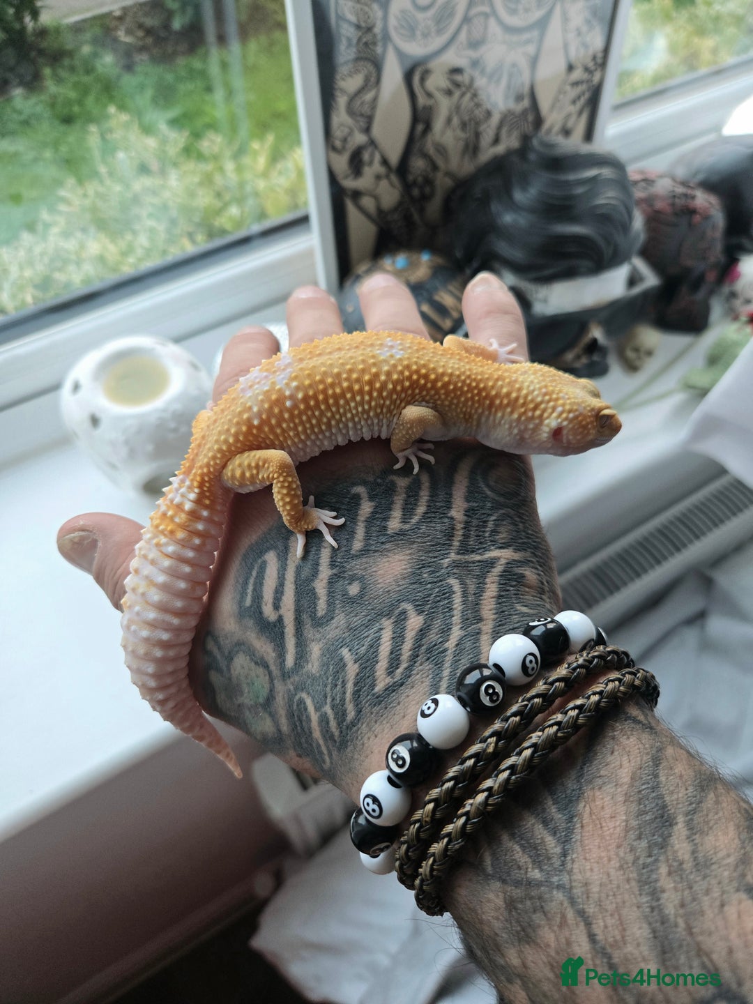 Leopard Gecko reptiles for sale: Tug snow female for sale - Advert 8