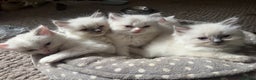 Ragdoll cats for sale: All our beautiful kittens are no longer available  - Advert 21