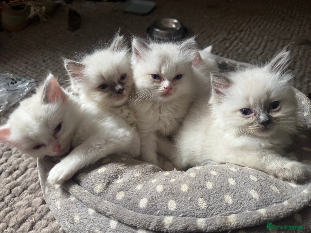 Ragdoll cats for sale: All our beautiful kittens are no longer available  - Advert 21