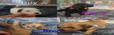Mixed Breed 2