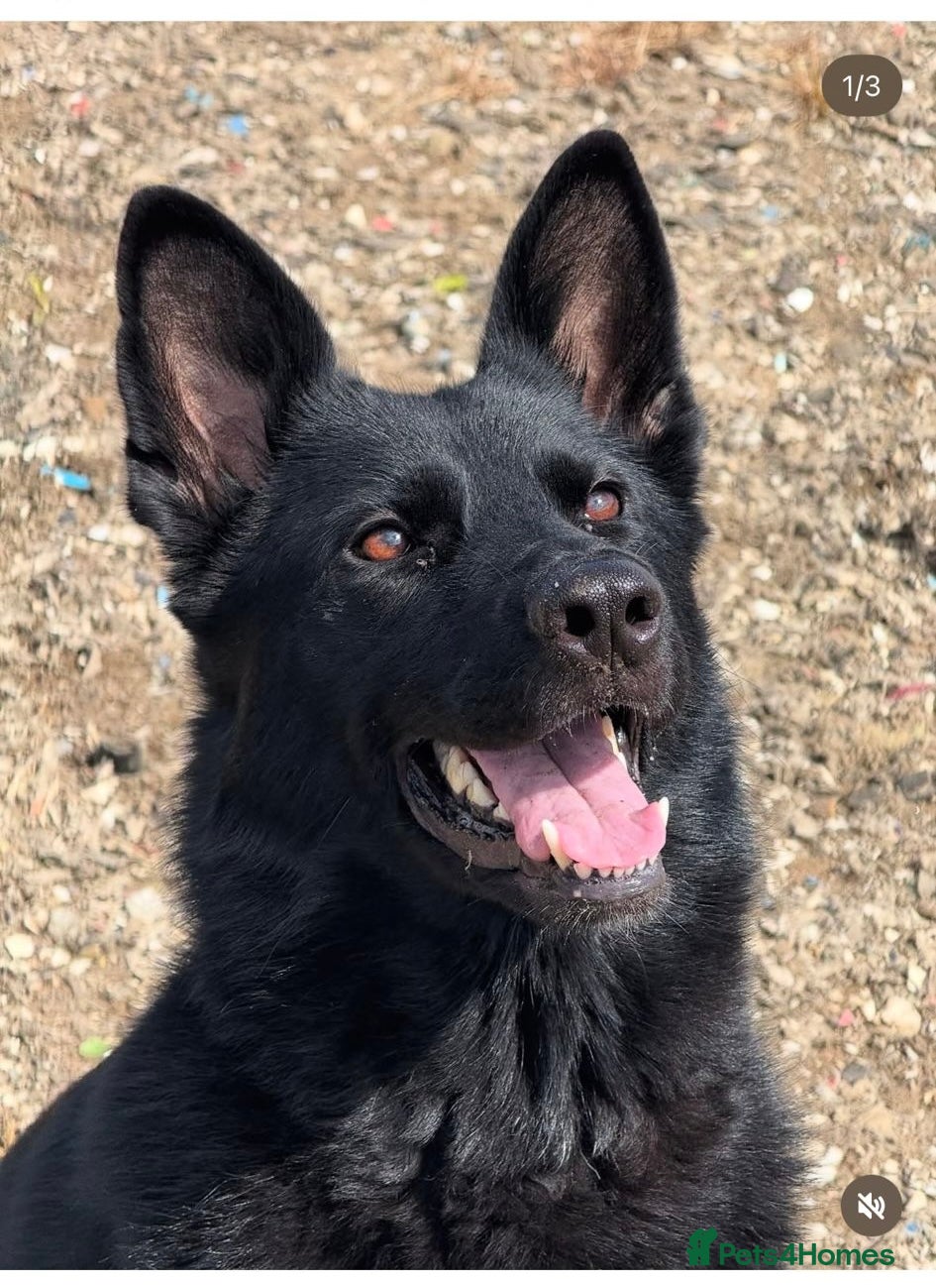 German Shepherd dogs Working line GSD  - Advert 1