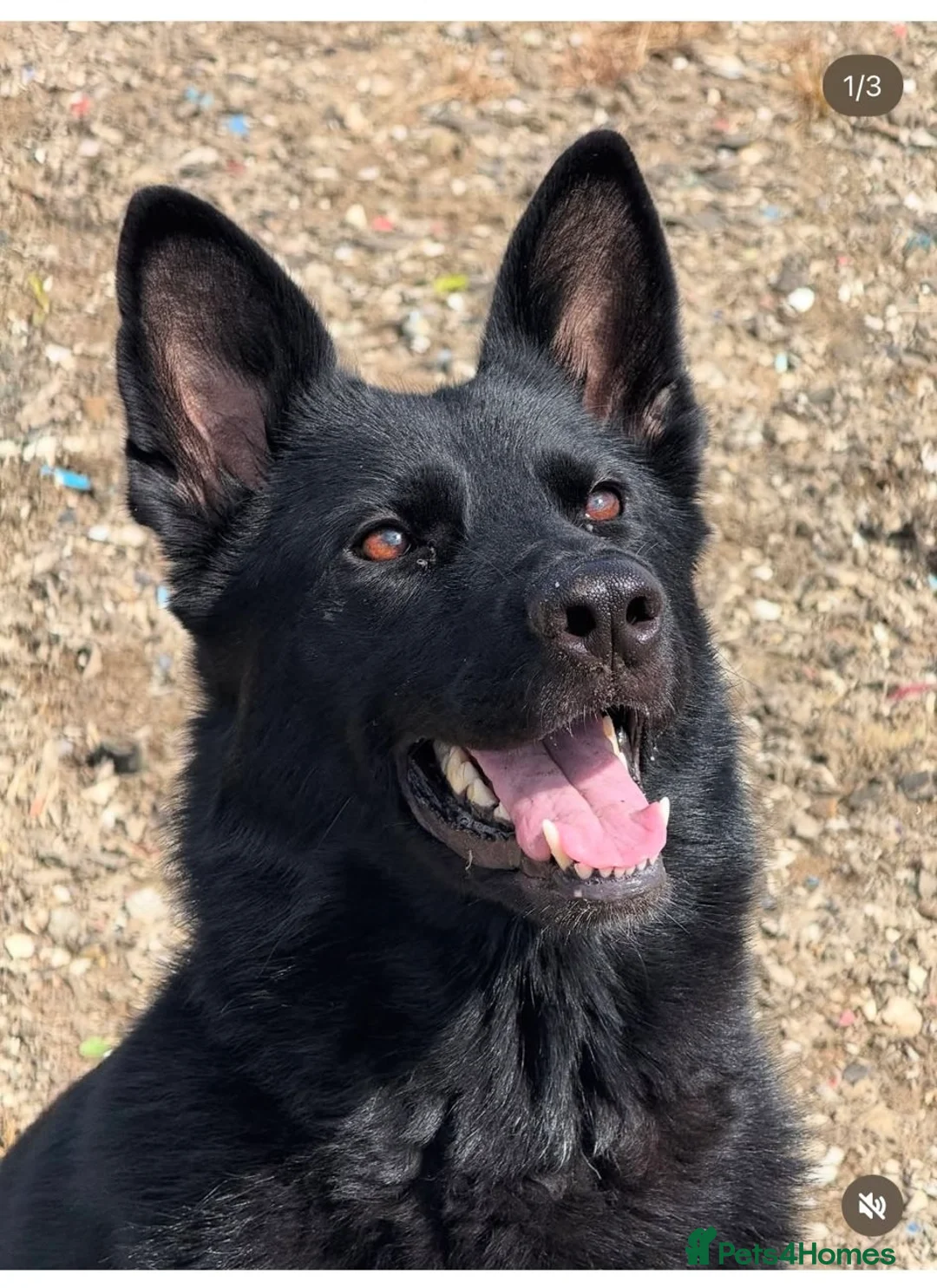 German Shepherd dogs for sale: Working line GSD  - Advert 1