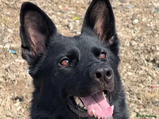 German Shepherd dogs Working line GSD - Advert 1