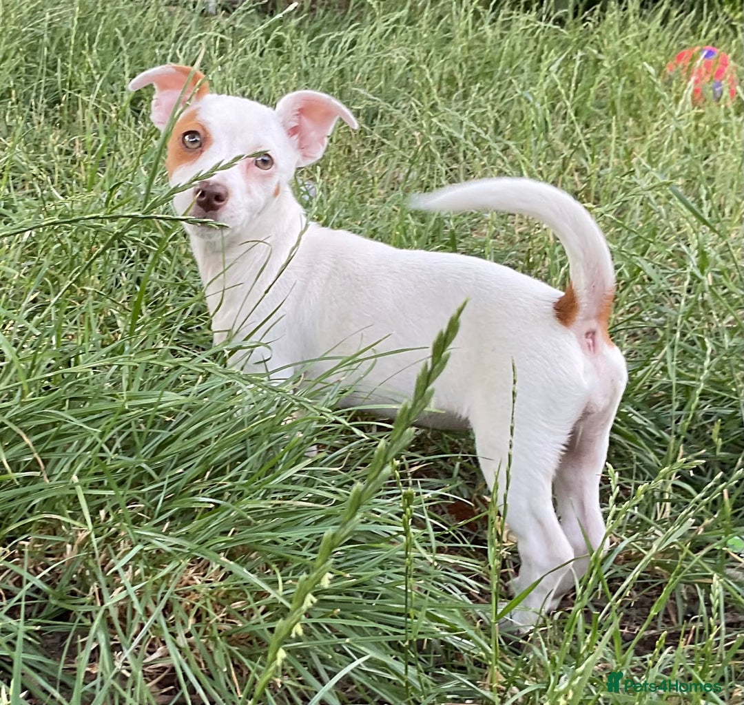 Jack Russell dogs for sale: NO MORE TIMEWASTERS in Huntingdon - Image 6