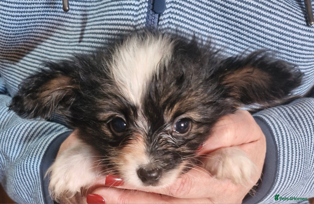Papillon dogs for sale: KC Papillon. DNA health tested parents - Image 24