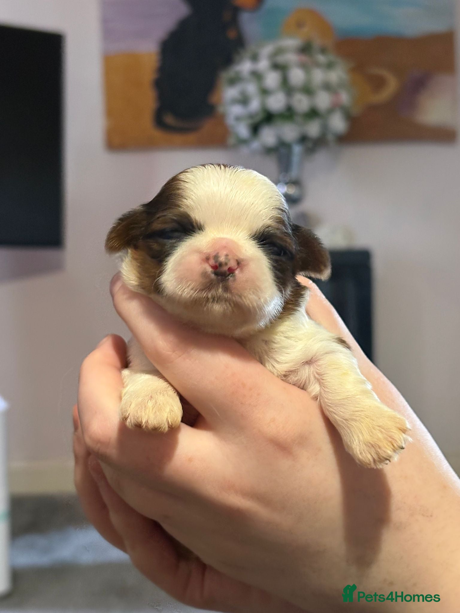 Shih Tzu dogs Standard Health Tested Kennel Club - Advert 1