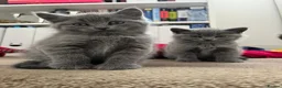 British Shorthair cats for sale: Chubby British Shorthair kitten  - Advert 12