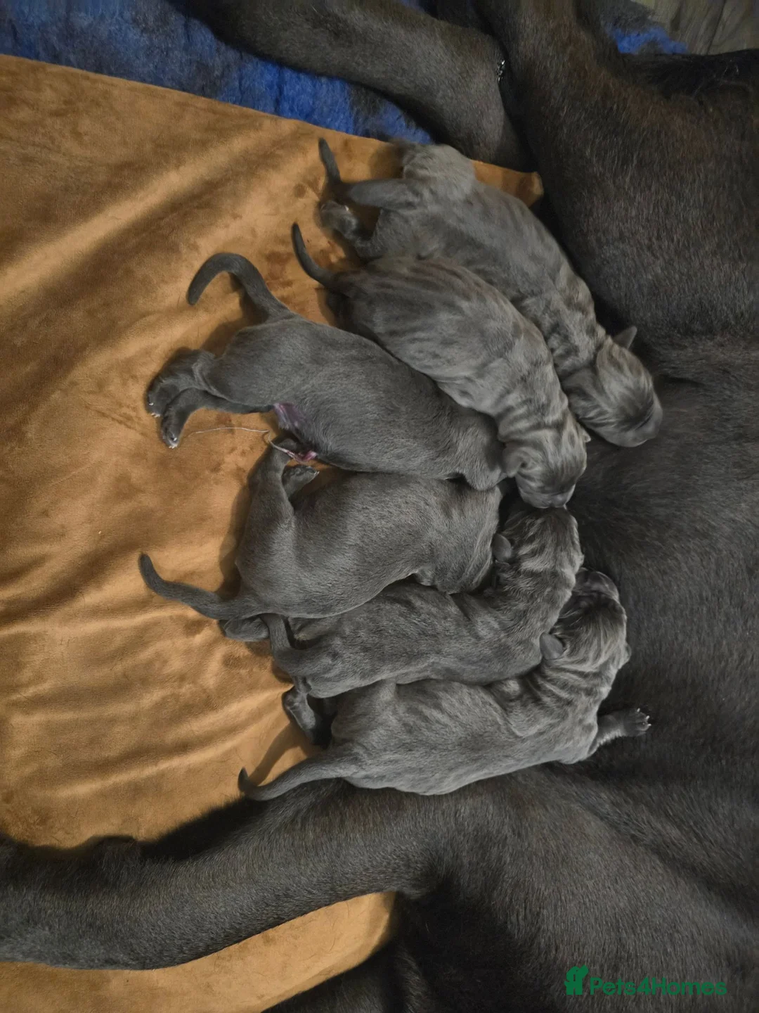 Cane Corso dogs for sale: S🐾❤️ STUNNING CANE CORSO PUPPIES–2BOYS & 2GIRLS  in Cwmbran - Advert 2