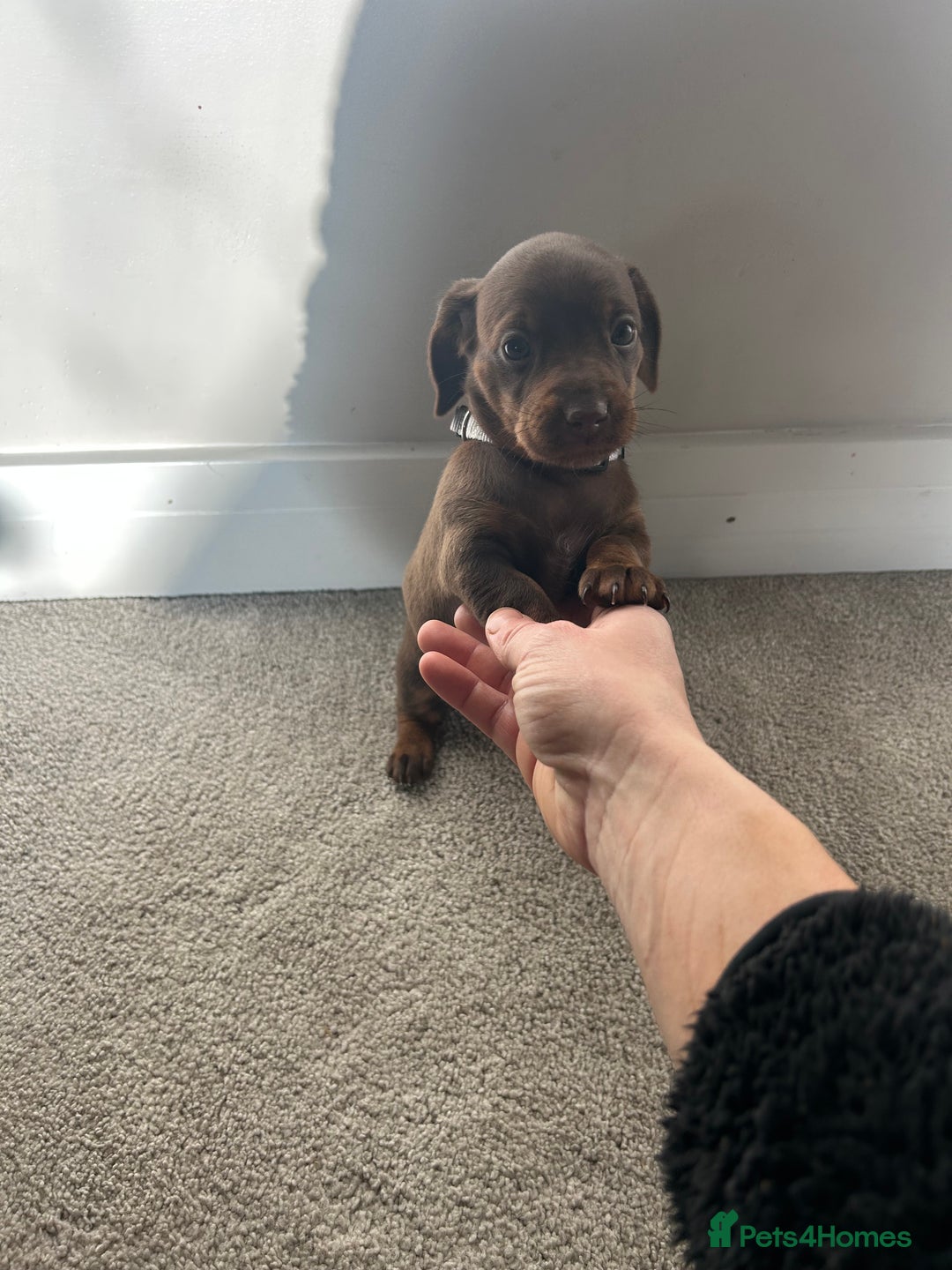 Miniature Dachshund dogs for sale: Miniature Dachshund babies  - Advert 16