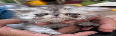Charky