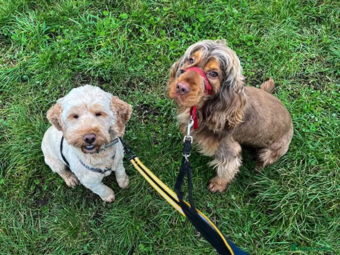 Cockapoo dogs for sale: Beautiful litter of cockerpoo x cocker puppies  - Advert 6