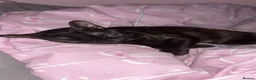 Mixed Breed cats for sale: Maebelle  - Advert 8