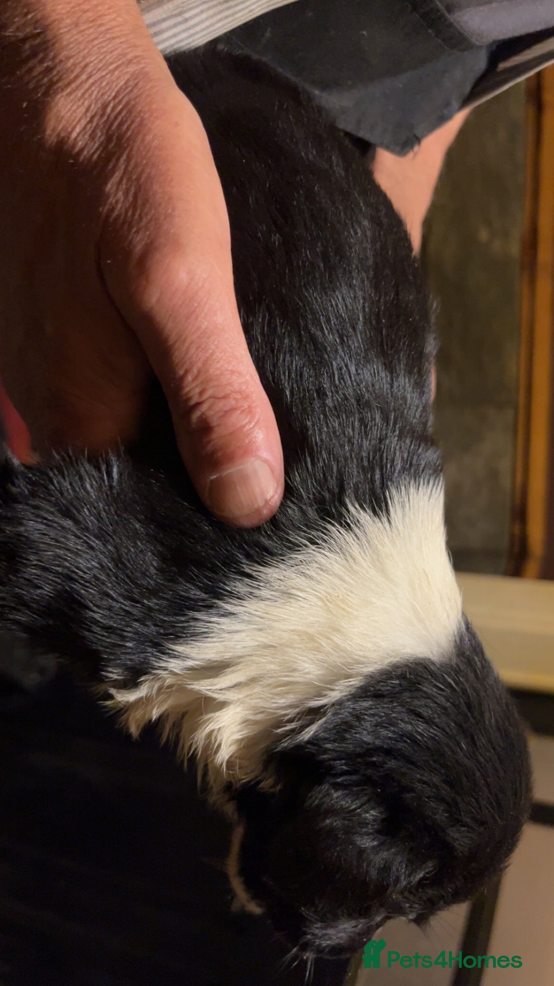 Mixed Breed dogs for sale: 8 puppies available rottweiler x border collie - Image 4