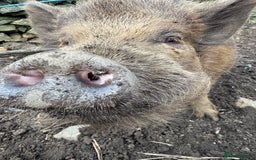 Pig livestock for sale: Kune kune x julian - Image 2