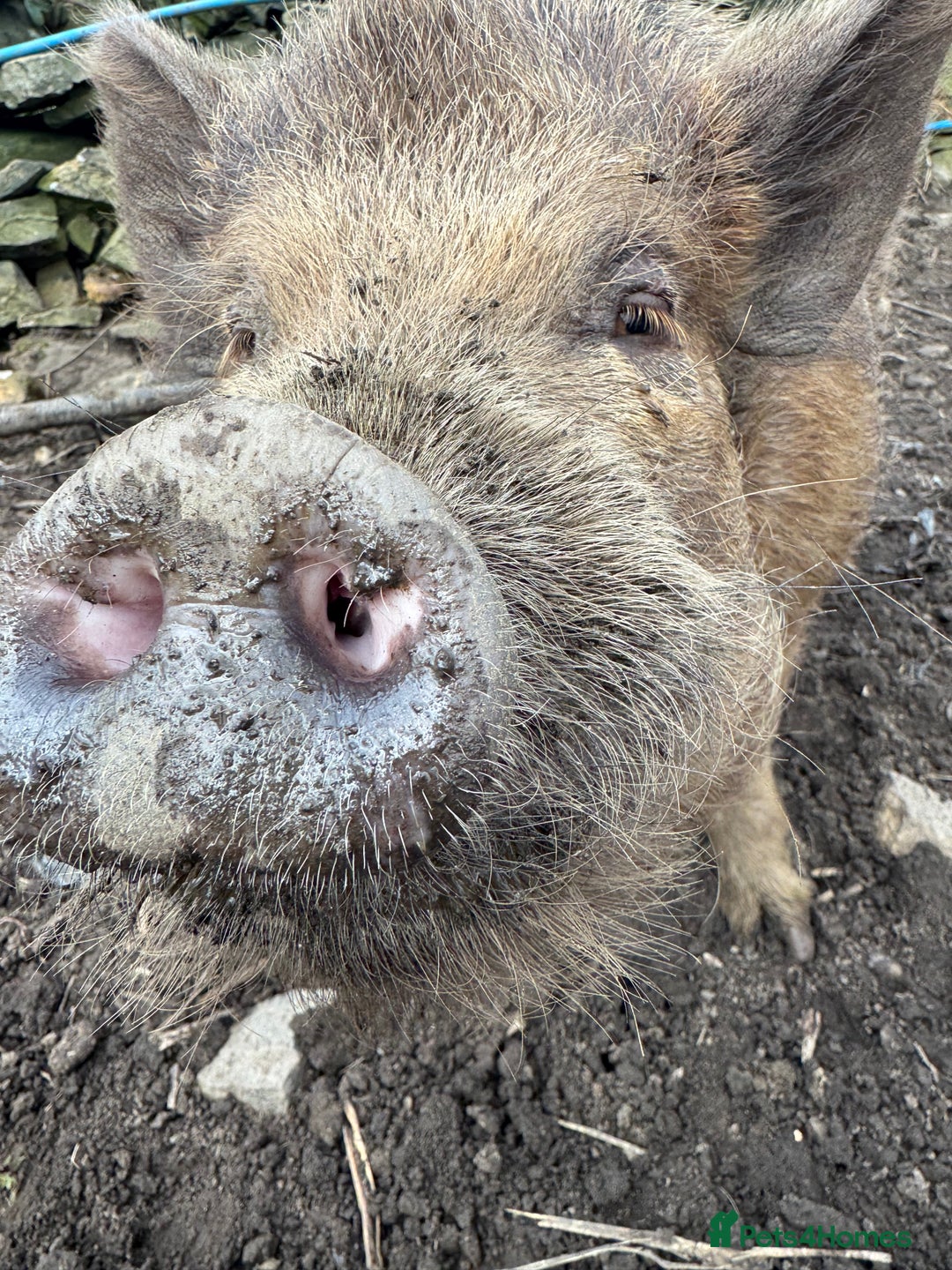 Pig livestock for sale: Kune kune x julian - Image 2