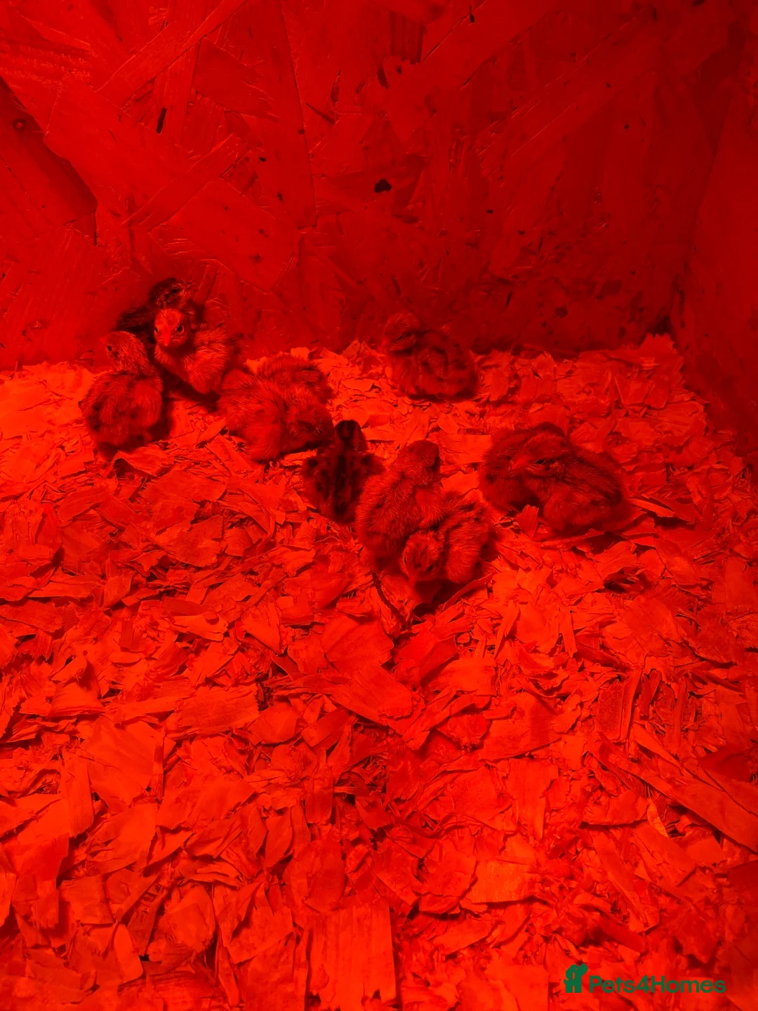 Quail poultry for sale: Quail chicks - Advert 2