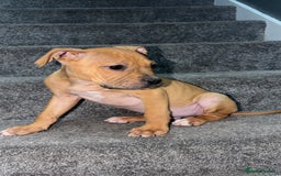 Mixed Breed dogs for sale: Alpha blue bulldog  ** tiff - Image 2