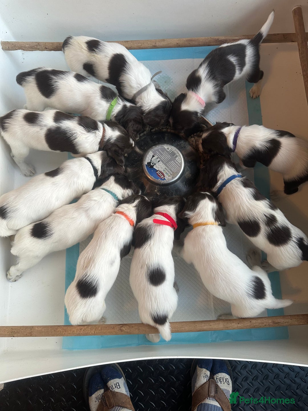 English Springer Spaniel dogs for sale: KC English Springer Spaniel Puppies Working Lines - Advert 1