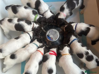 English Springer Spaniel dogs KC English Springer Spaniel Puppies Working Lines - Advert 7