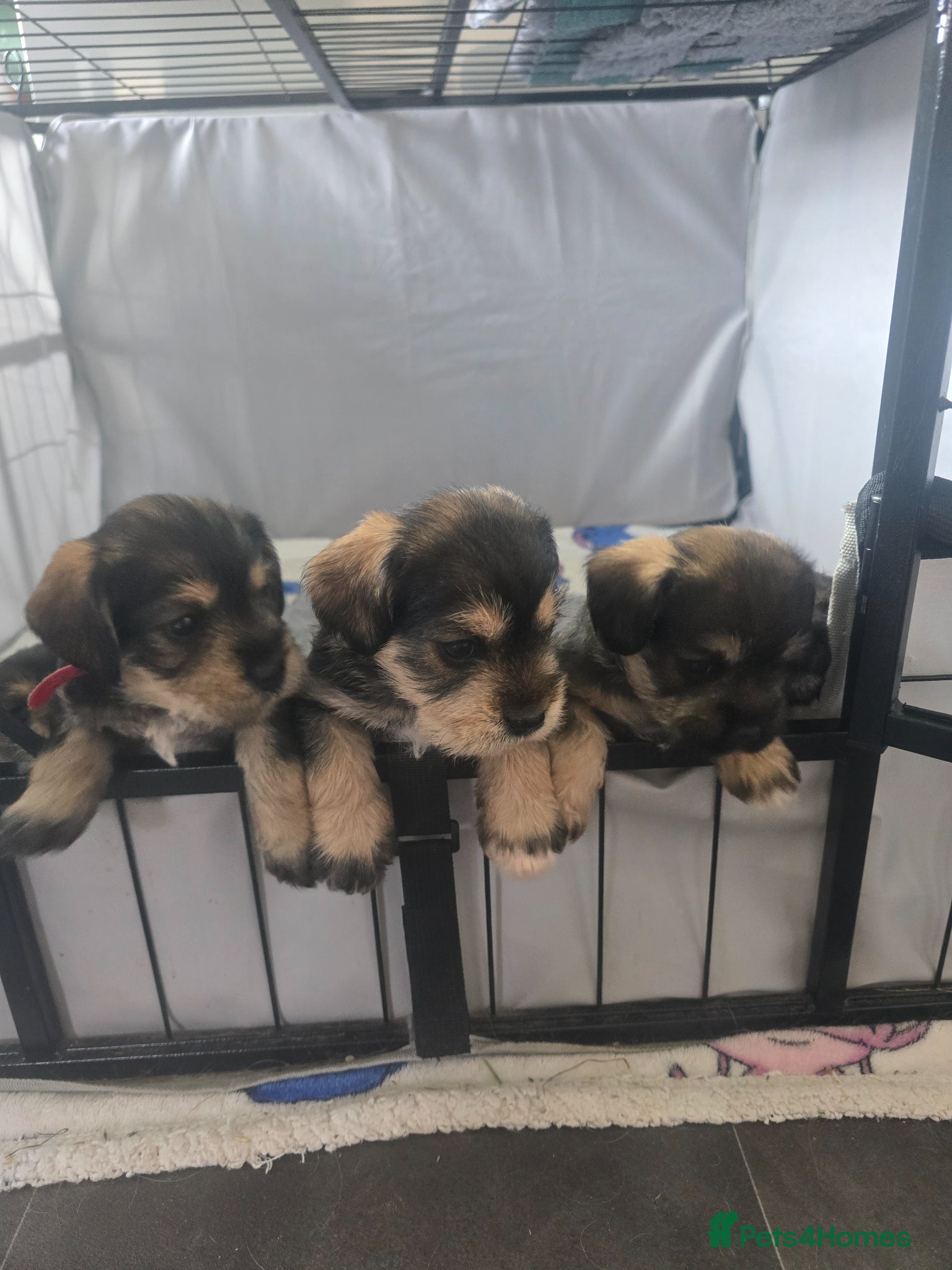 Mixed Breed dogs Miniature king schnauzers - Advert 1