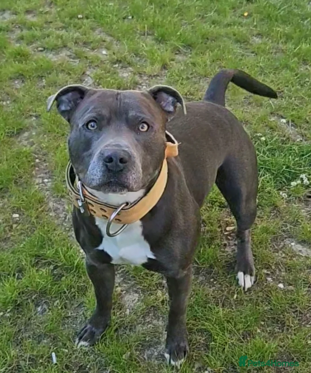 Staffordshire Bull Terrier dogs for stud: 💙 50+ LITTERS PROVEN. BLUE STUD 💙 in Erith - Advert 19