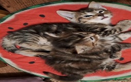 Mixed Breed cats for sale: Lovely Kittens 😻 - Image 7