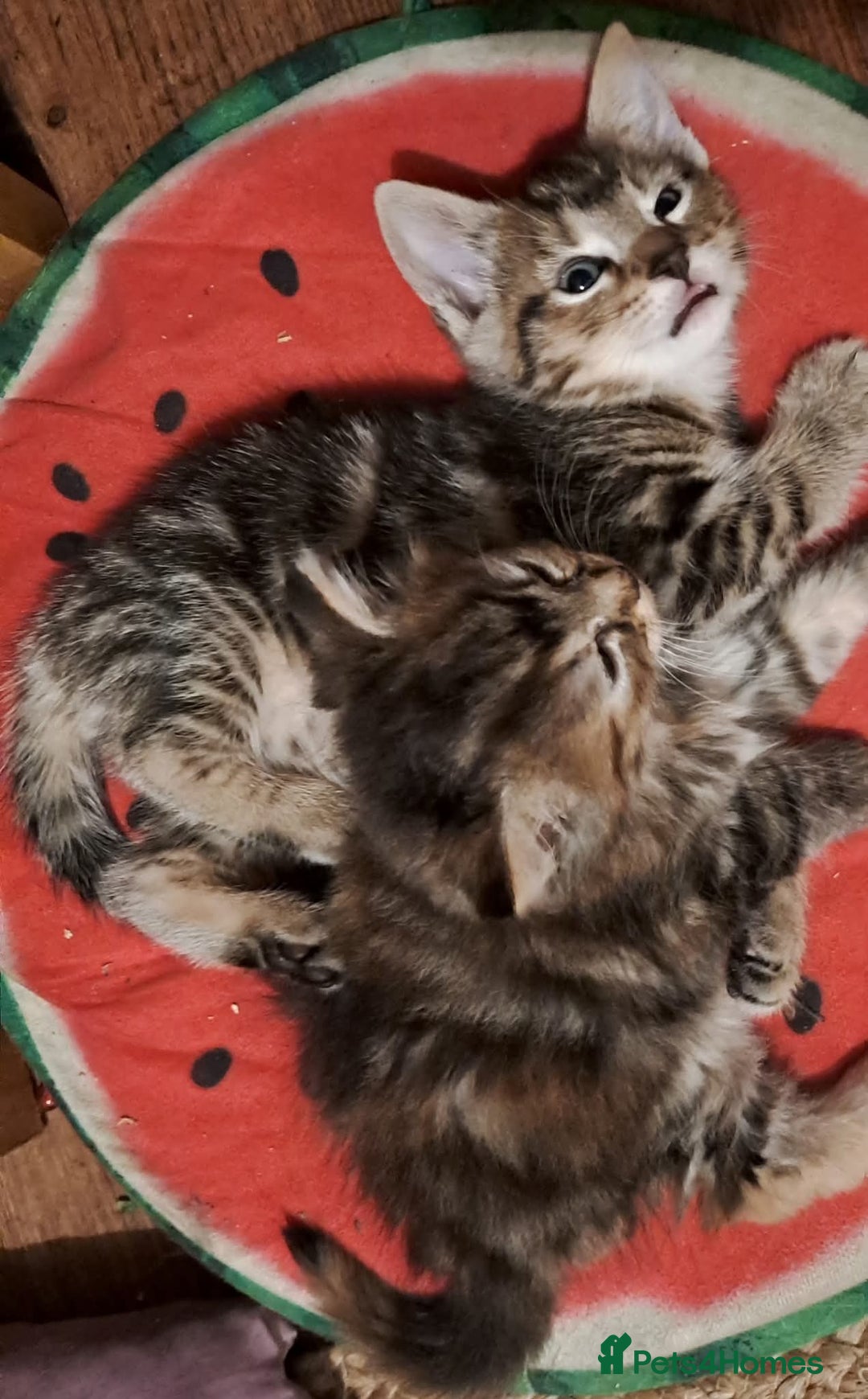 Mixed Breed cats for sale: Lovely Kittens 😻 - Image 7