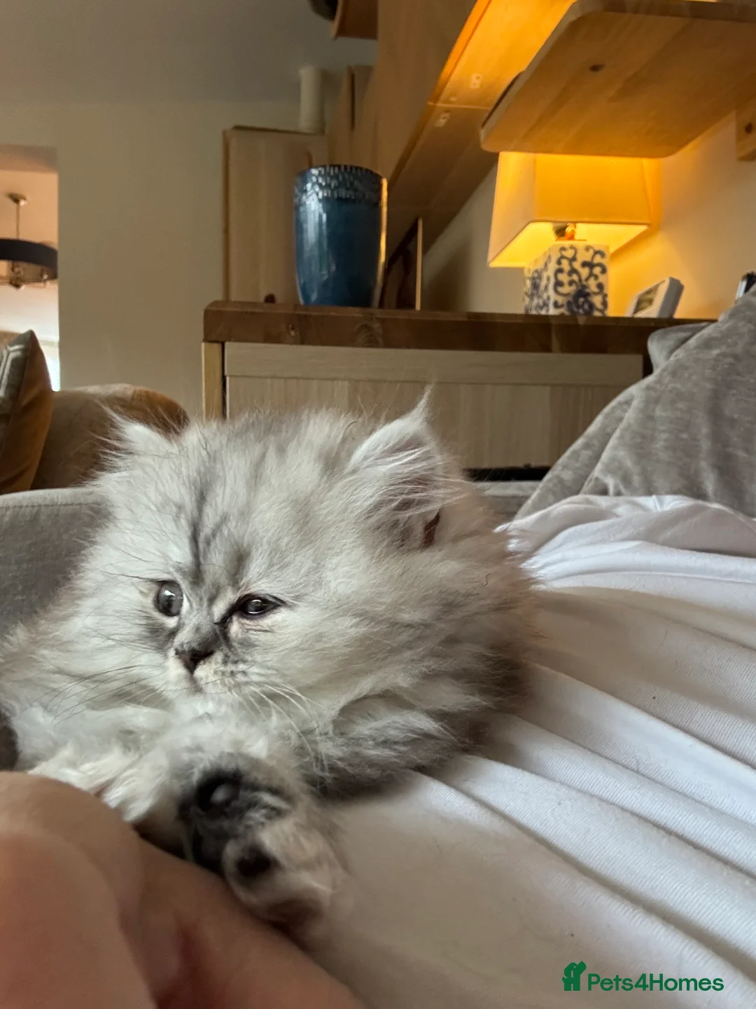 Persian cats for sale: Beautiful gentle silver grey Persian girl, 9 weeks - Advert 10