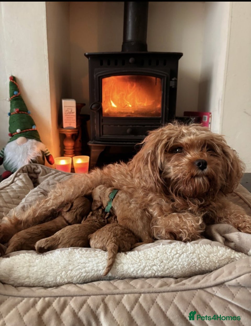 Cavapoo dogs Toy Cavapoo F1B Health dna tested - Advert 1