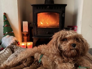 Cavapoo dogs Toy Cavapoo F1B Health dna tested - Advert 2